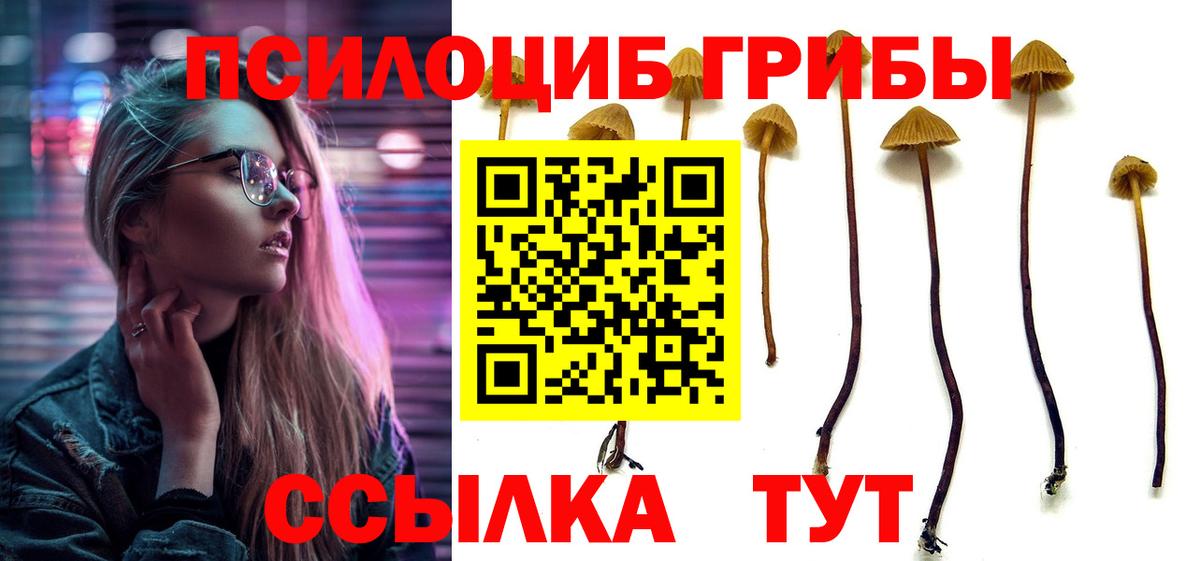 Галлюциногенные грибы Psilocybe Будённовск